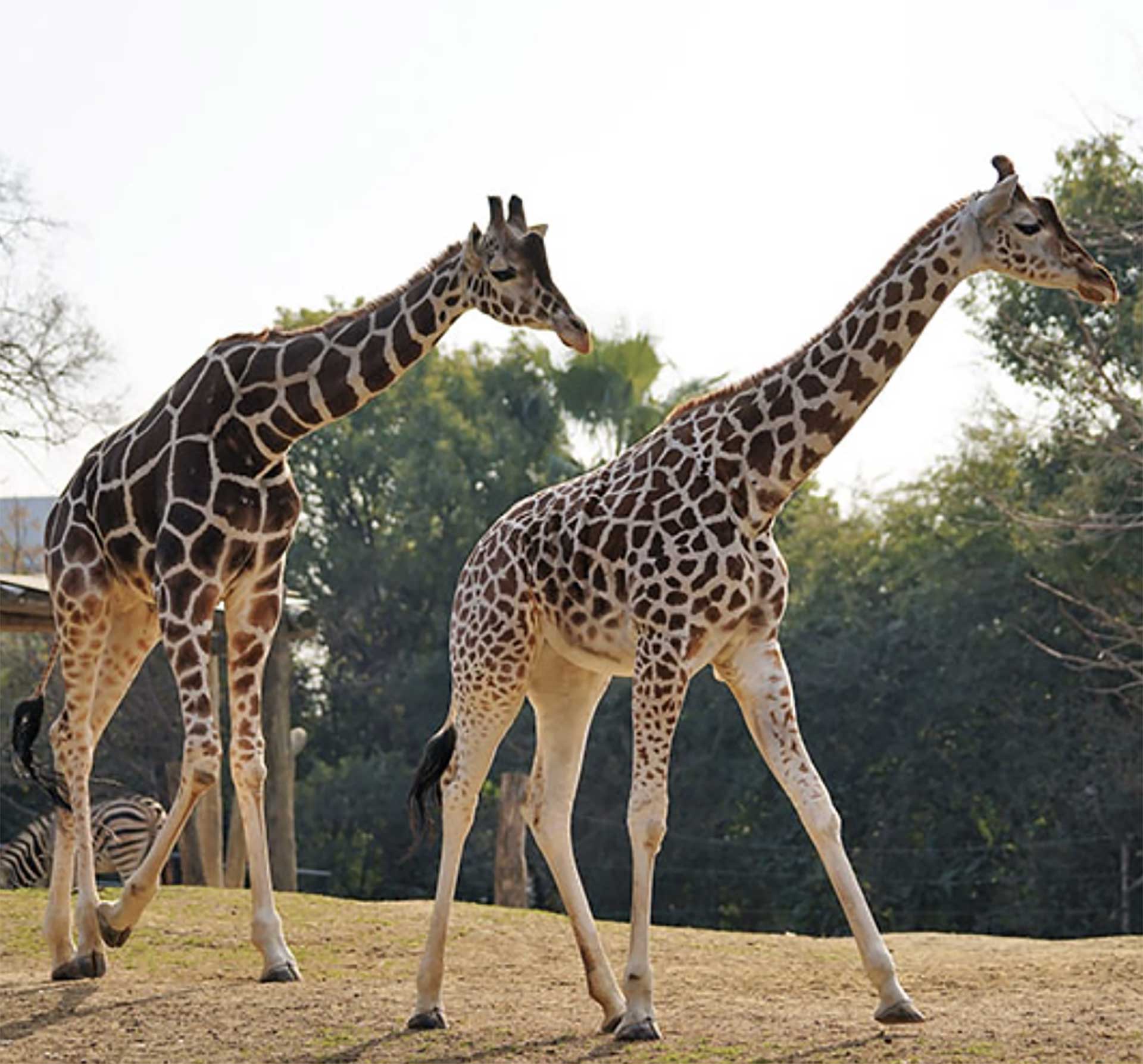 動物園